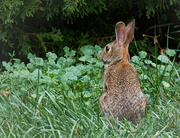 12th Aug 2022 - Another Bunny Visit