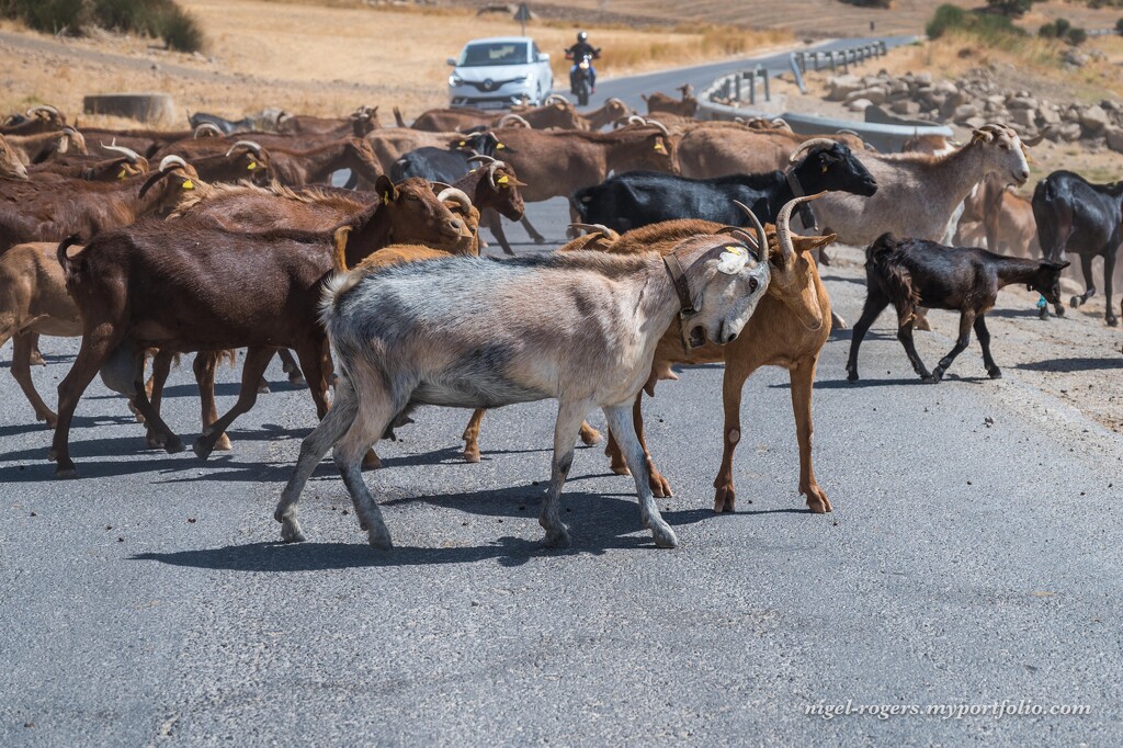 Road delays - Goats by nigelrogers