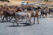 12th Aug 2022 - Road delays - Goats