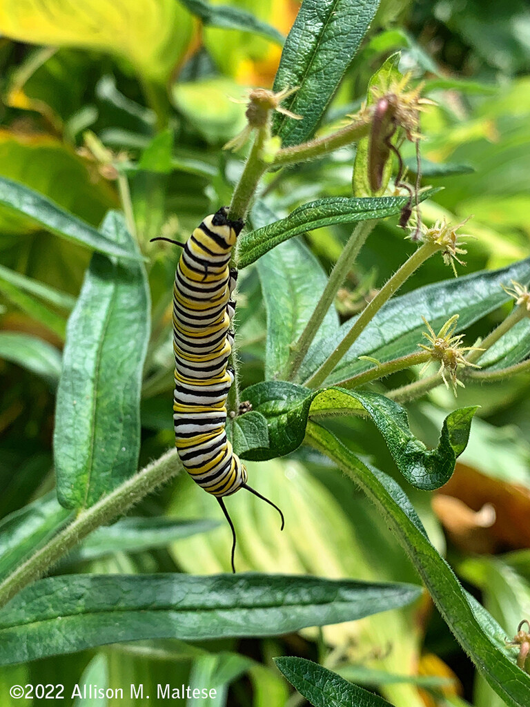 Monarch Caterpillar by falcon11