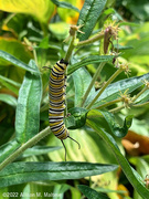12th Aug 2022 - Monarch Caterpillar