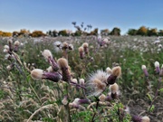10th Aug 2022 - A field of elderly thistles