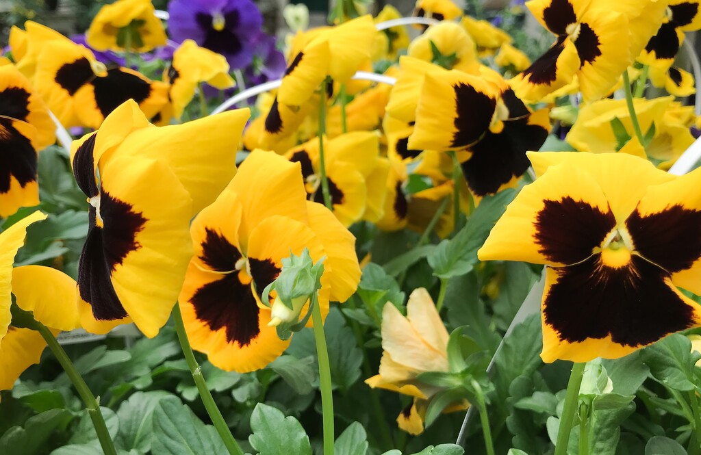 The pansies are smiling at me by mittens