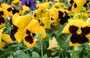 12th Aug 2022 - The pansies are smiling at me