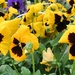 The pansies are smiling at me