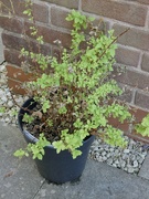 12th Aug 2022 - Trying to rescue my Spiraea