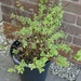 Trying to rescue my Spiraea