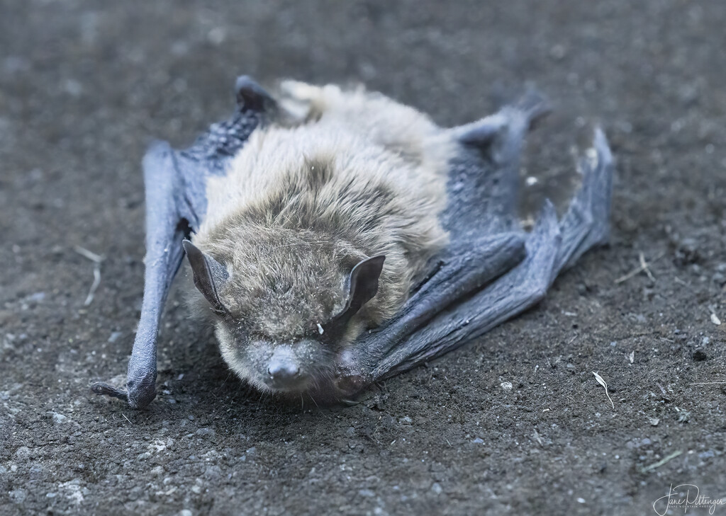 Bat  by jgpittenger