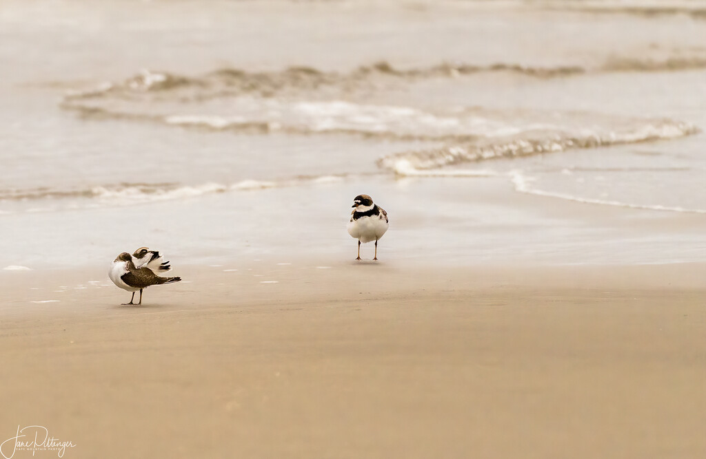 Snowy Plover Pair  by jgpittenger