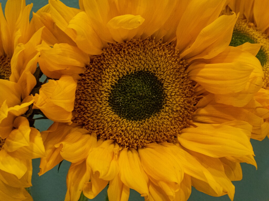 Sunflower by mdaskin