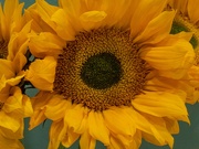 12th Aug 2022 - Sunflower