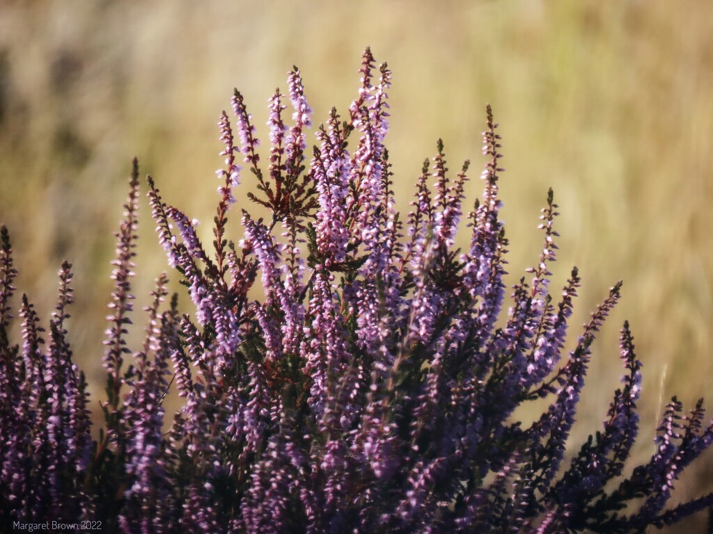 Purple heather by craftymeg