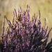Purple heather