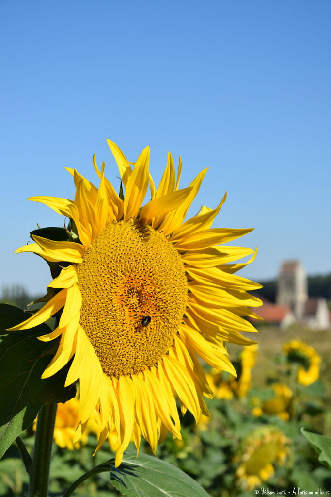 Sunflower by parisouailleurs