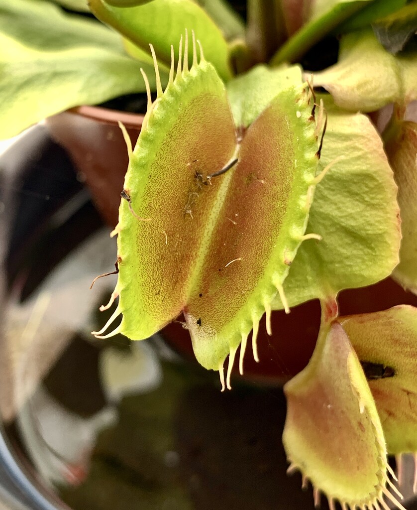 Venus Fly Trap Leaf by philm666