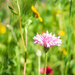 pink cornflower by josiegilbert
