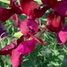 Sweet Peas by cataylor41
