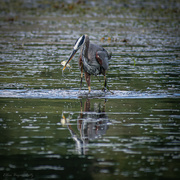 11th Aug 2022 - Portrait of a Heron with reflection 