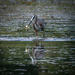 Portrait of a Heron with reflection  by theredcamera