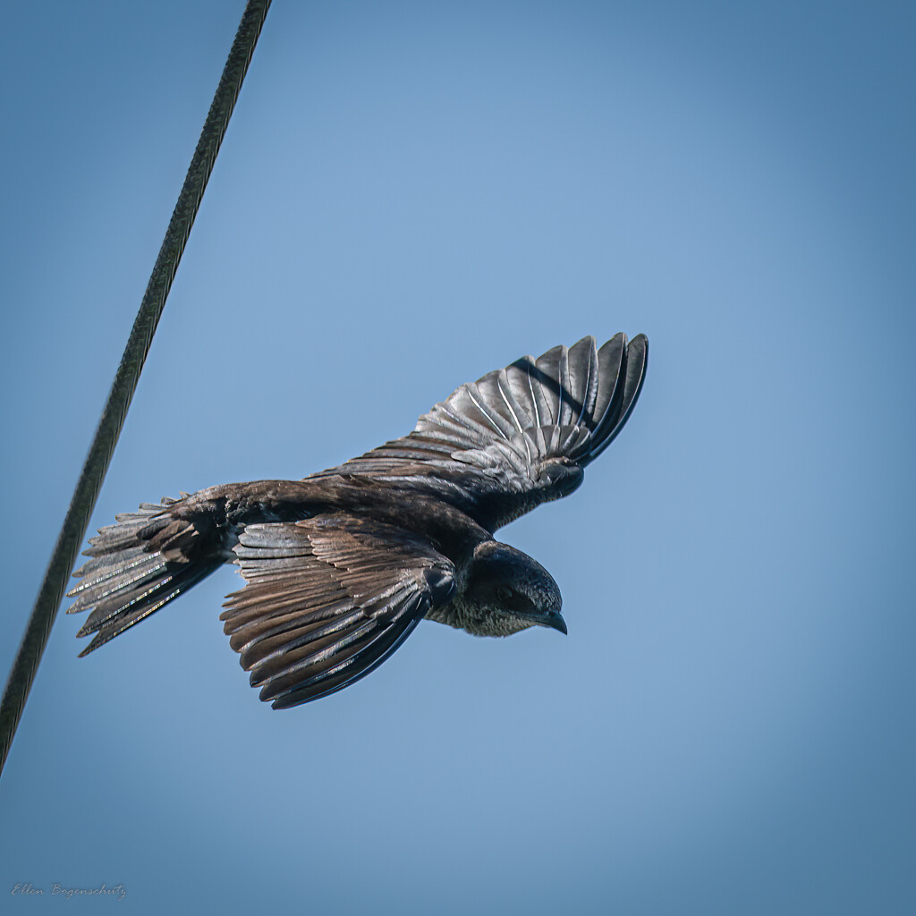 Swallow taking off by theredcamera
