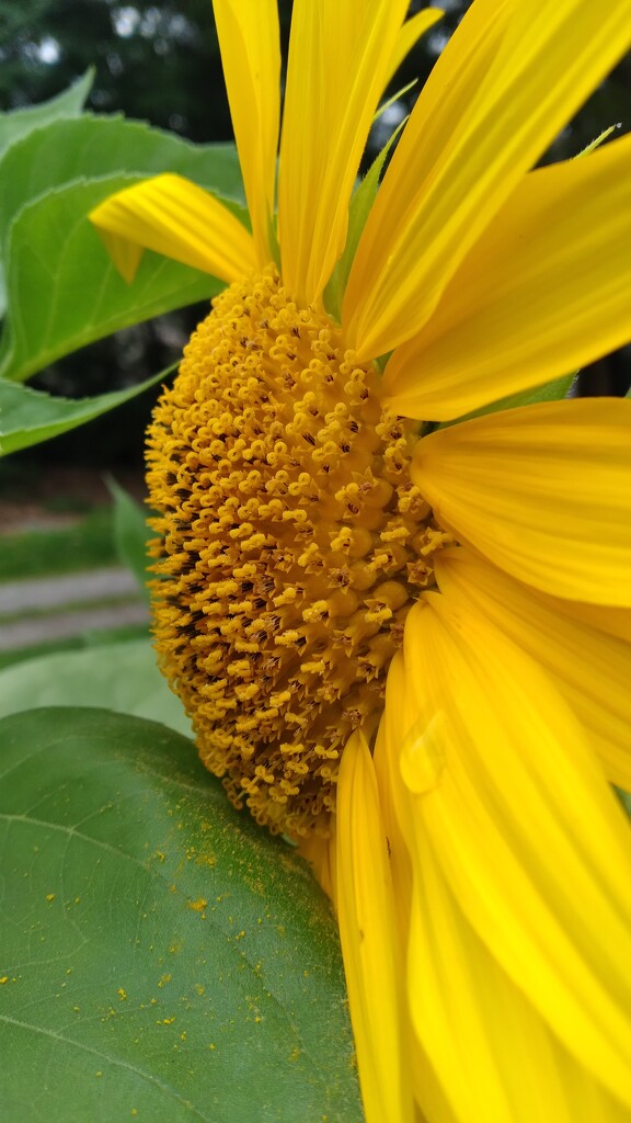 Raindrop on Sunflower  by julie