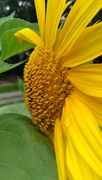 10th Aug 2022 - Raindrop on Sunflower 