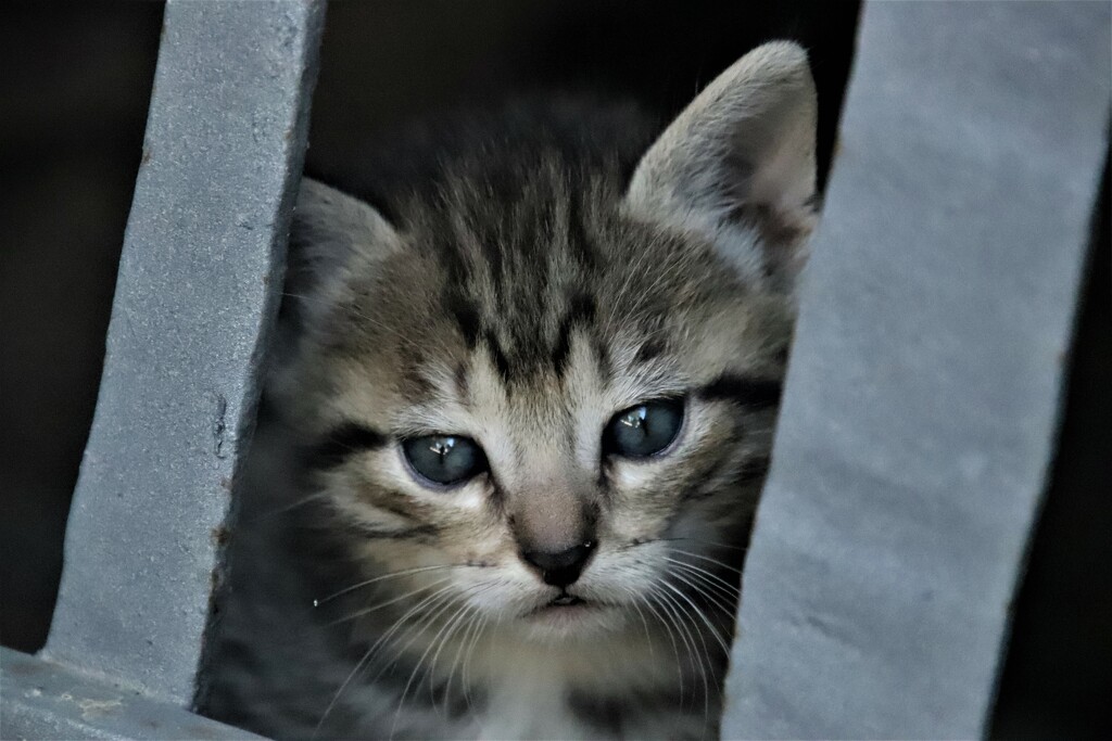 4 weeks old and venturing out...my mother is a farm cat and she gave birth to me and my siblings inside a barred storage area where nothing could get to us. She's a clever one. But I'm the boldest and I'm getting ready to come out by 365jgh