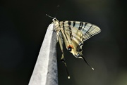 6th Aug 2022 - A Swallowtail. It had a real thing for those spikes
