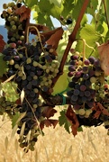 7th Aug 2022 - Grapes hanging in against  a parched field. The drought in much of Europe drags on...
