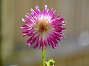 12th Aug 2022 - Dahlia of a different kind
