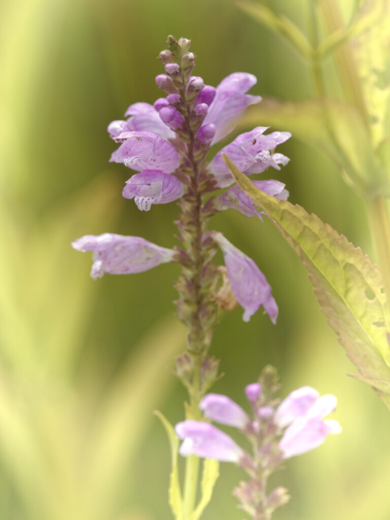 obedient plant  by rminer