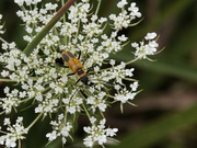 12th Aug 2022 - Goldenrod soldier beetle on Queen Anne's lace