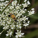 Goldenrod soldier beetle on Queen Anne's lace by rminer