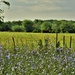 Field of Chicory by kareenking