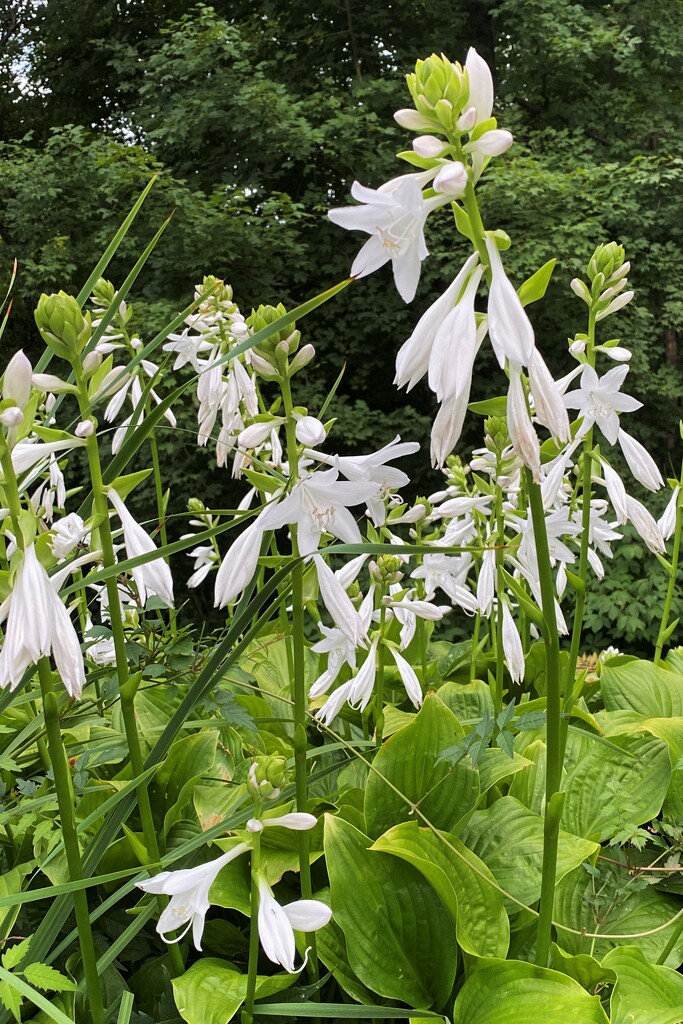 Hosta all dressed up by tunia