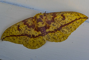 12th Aug 2022 - Imperial Moth