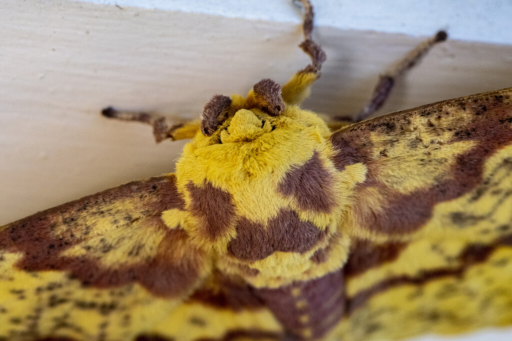 Imperial Moth Closeup by cwbill