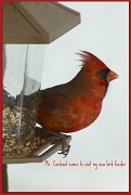 29th Jan 2011 - Mr. Cardinal comes for lunch