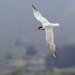 Caspian Tern 