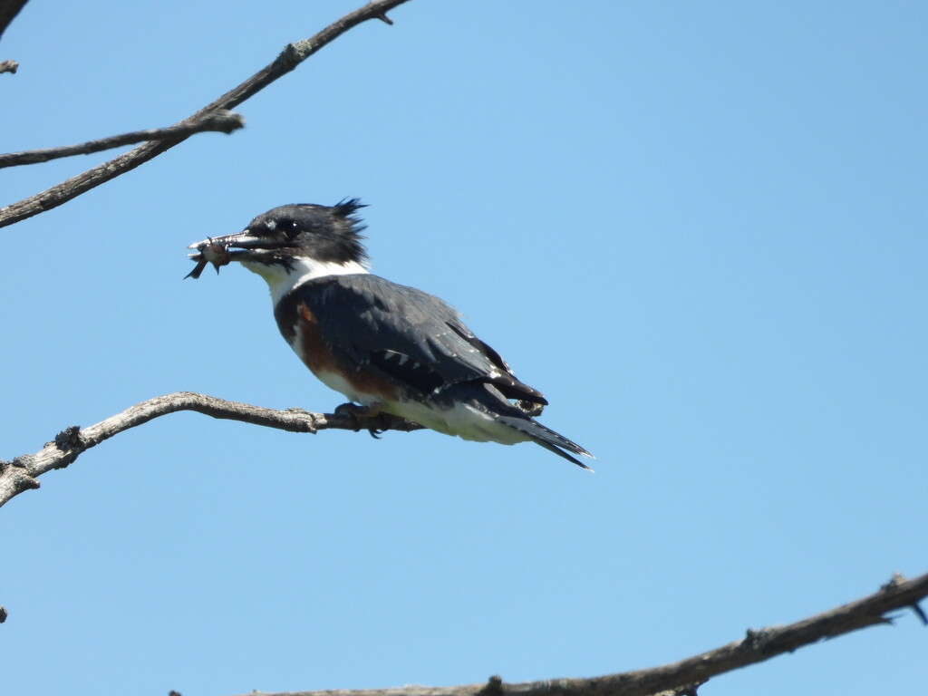 Belted Kingfisher with fish by amyk