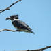 Belted Kingfisher with fish
