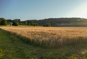 9th Aug 2022 - field of gold