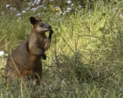 10th Aug 2022 - swamp wallaby