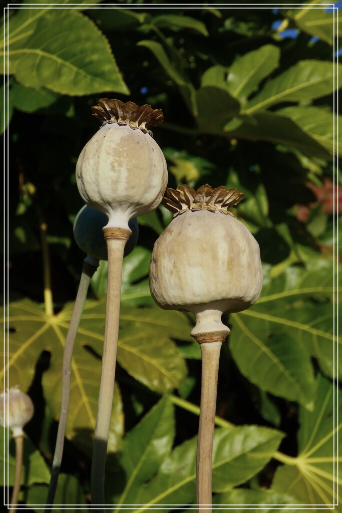 Poppy seed-heads  by beryl