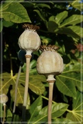 11th Aug 2022 - Poppy seed-heads 