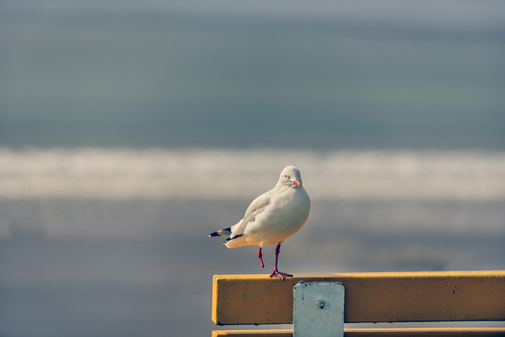 Seagull by nickspicsnz