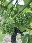 5th Aug 2022 - Vineyard Tour - A First for Us 