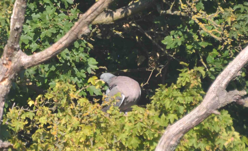 Wood Pigeon Hiding From The Heat by arkensiel
