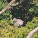 Wood Pigeon Hiding From The Heat