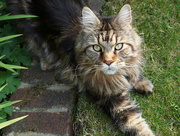 13th Aug 2022 - Mr Maine Coon